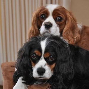 Meet your Posher, Ann